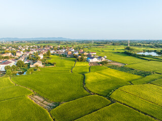 rice field in china