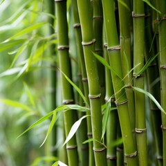 a close up of bamboo - obrazy, fototapety, plakaty