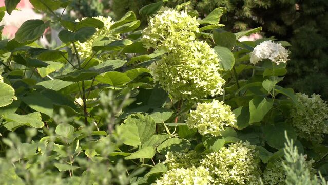 Hydrangea paniculata sort Limelight: hydrangea with green flowers blooms in the garden in summer. Green Hydrangea flowers. Changing colours of matured hydrangea flowers.