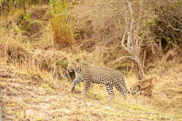 Lone leopard walking, Serengeti National Park, Tanzania