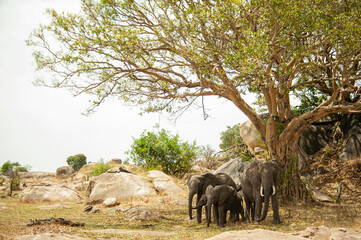 Herd of elephants resting under the shade of an acacia tree, Serengeti National Park, Tanzania