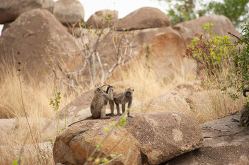 Fototapeta premium Baboons grooming each other, Serengeti National Park