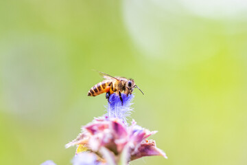An Asian honeybee collecting pollen on a wildflower. - 658891166