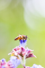 An Asian honeybee collecting pollen on a wildflower. - 658891181
