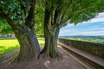 Huge trees with a thick trunk in the park of Stirling Castle, Scotland.
