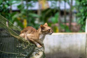Horizontal shot of a cat sitting on a platform