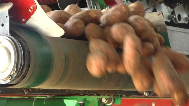 The potato belt conveyor moves the potatoes into the container. Harvesting potatoes on farm plantation. Application of modern technologies in agro industry.