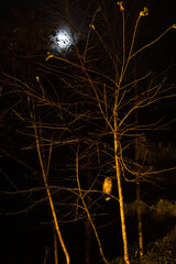 A Brown Wood-Owl sitting on the branch at night. - 658893965