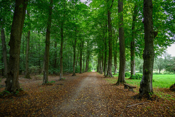 Spätsommer in einem Wald im Münsterland