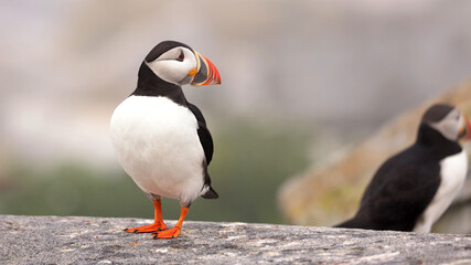 Puffin