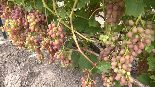 bunch of pink grapes close up. Pink grapes on a green background. A bunch of grapes ripen on the branch of the bush. ripe red grape in vineyard in sunny summer day