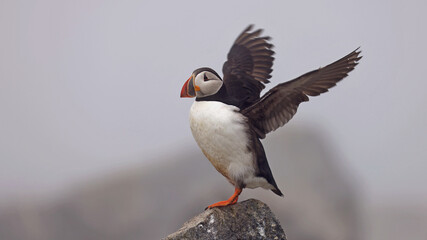 Puffin