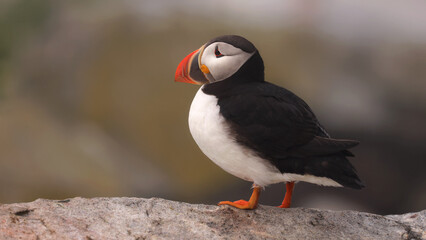 Puffin