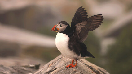Puffin