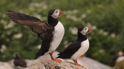 Puffin
