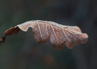 Autumn, fall, winter, nature, macro, leaves, leaf, frost, garden