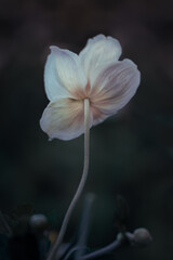 Flower, flowers, moody, one flower, white flower, nature, macro