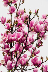 Pink magnolia tree blossom with whitebackground
