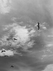 Black and white photo of birds in the sky