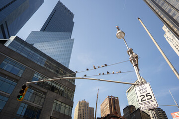 Pigeons perch on a street light amidst towering skyscrapers
