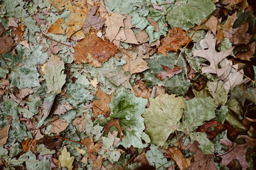 Vibrant fallen leaves carpeting the ground, autumn's palette.