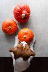 Jack Russell Terrier dog looking at a pumpkins on gray backgroun
