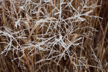 Frost-covered grass signaling the season