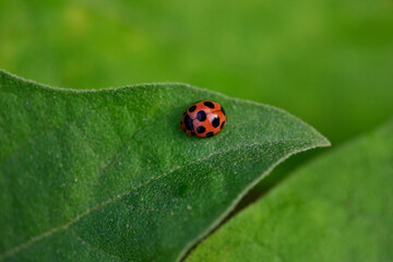 Close-up of ladybug on green leaf