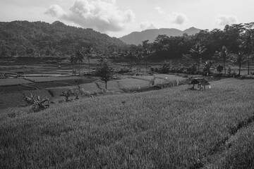 green and fresh scenery in the countryside