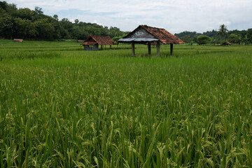 rice fields that are still green and beautiful