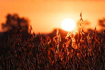 Early morning sunrise over bean field during autumn harvest seas - obrazy, fototapety, plakaty