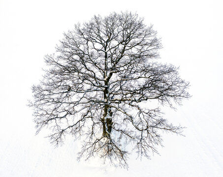 A big tree photographed on an cold winter day