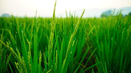 Fototapeta na wymiar the rice in the rice fields is dewy in the morning, the rice grows green and fertile