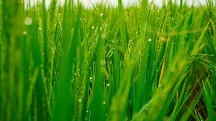 the rice in the rice fields is dewy in the morning, the rice grows green and fertile