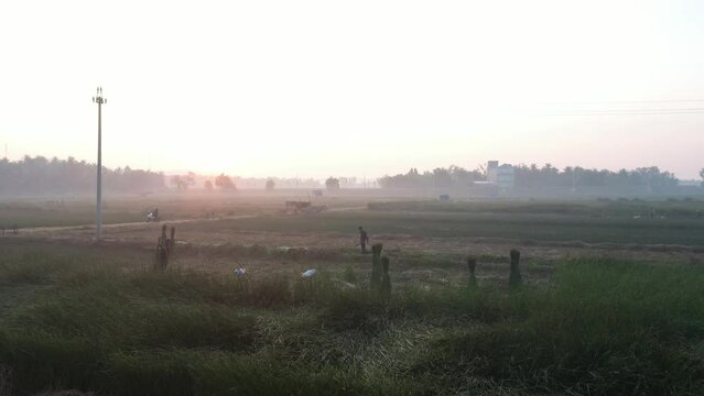 Farmers are harvesting sedge in the largest sedge field in Hoai Nhon, B&igrave;nh Dinh, Vietnam