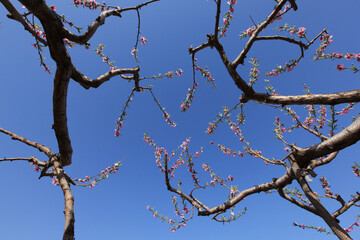 Peach trees blossom in spring