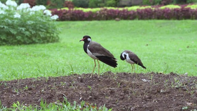 Garden Encounter: Red-Wattled Lapwing (Vanellus vanellus)