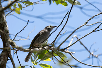 Yellow-spotted Honeyeater
