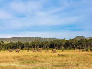Africa safari tour scenery in kenya