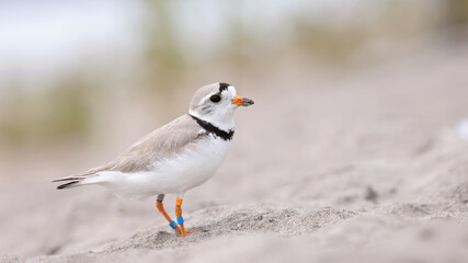 Piping Plover