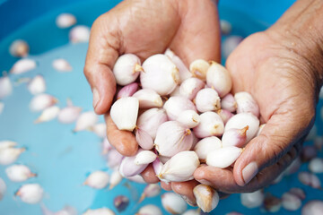 Close up hands hold shallots bulbs to wash in blue sink of water before cooking, to clean dirts,...