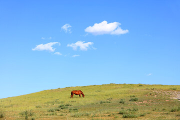 horses in the grasslands