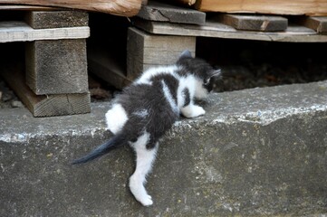 a small, cute, colorful kitten