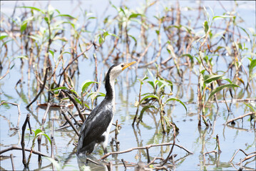Obraz premium Little Pied Cormorant