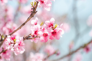 pink cherry blossom