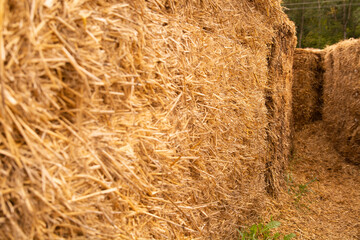 dry straw on the farm. Animal feed in winter