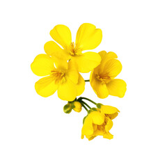 Naklejka na ściany i meble yellow flowers isolated on white