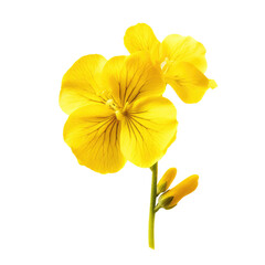 yellow flowers isolated on white