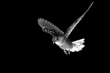 Abstract picture of rock pigeon flying in the air isolated on black background. Action scene of...