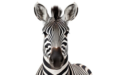 Fototapeta na wymiar Close up of a zebra head isolated on a white background.